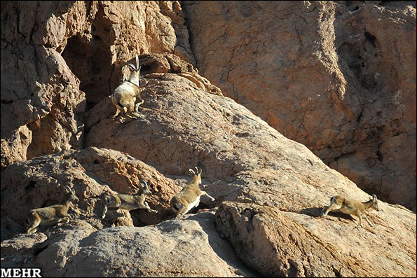 عکس شکار بز کوهی در یزد