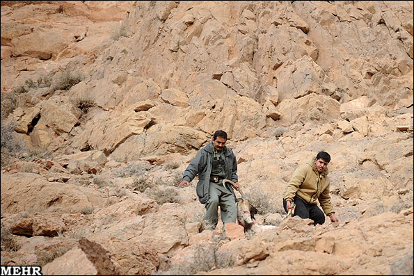 عکس شکار بز کوهی در یزد